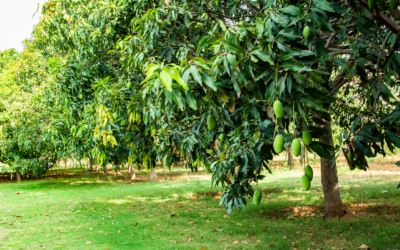 El vínculo entre el árbol de mango y las familias en el bosque seco tropical