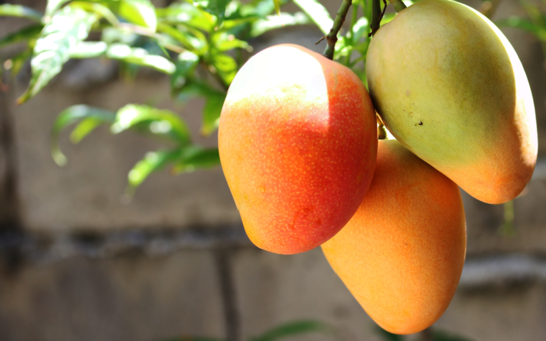 El vínculo entre el árbol de mango y las familias en el bosque seco tropical 