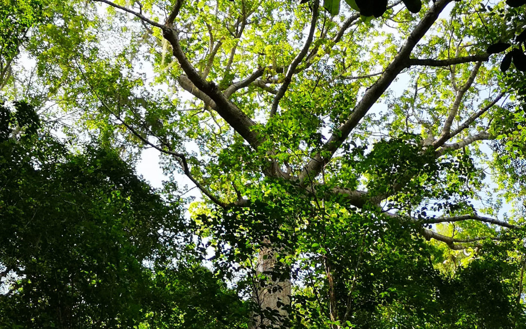 Envol Vert y el guáimaro: conservación y soberanía alimentaria en un solo árbol