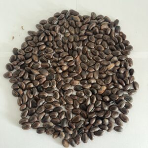 Semillas de Orejero